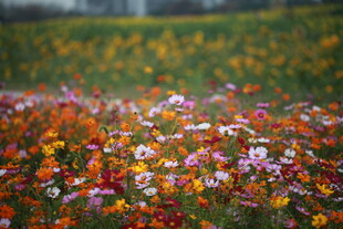 多彩花海绽放绚丽美景