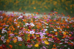 多彩花卉铺满地面景观