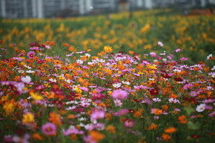 多彩花海绽放迷人景致