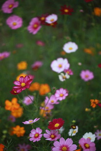 多彩烂漫花卉绽放画面