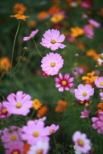 缤纷波斯菊绽放于绿野