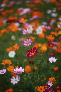 缤纷野花绽放于翠绿草地
