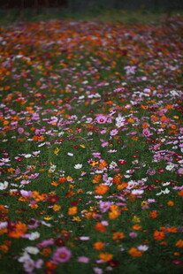 缤纷落花铺满翠绿草地