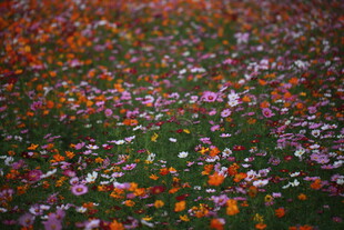 缤纷花海绽放绚丽色彩