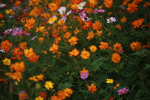 多彩花卉绽放的美丽景象