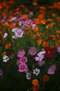 多彩烂漫花卉绽放画面