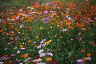 缤纷花海绽放自然之美