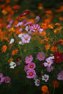 多彩花卉绽放的美丽景象