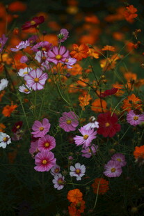 多彩花卉绽放的美丽景象