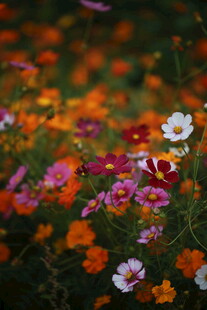 多彩野花绽放的美丽景致