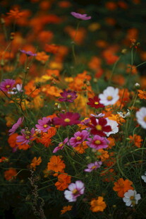多彩缤纷的花卉盛放场景