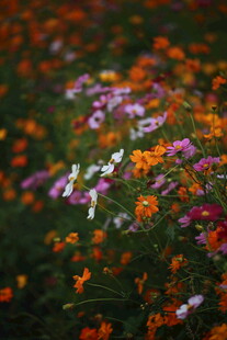 多彩野花绽放于自然间