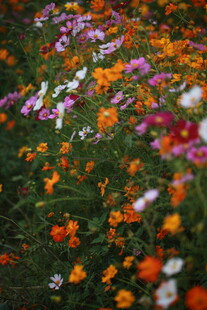 多彩花卉绽放美丽花田