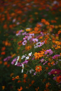 多彩花卉绽放的美丽景致