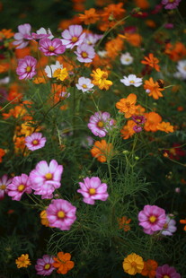 多彩格桑花绽放的美景