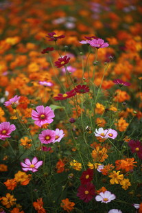 缤纷花海 绽放绚烂色彩