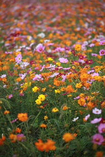 五彩斑斓的花海世界