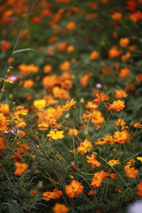 缤纷野花绽放于翠绿草地