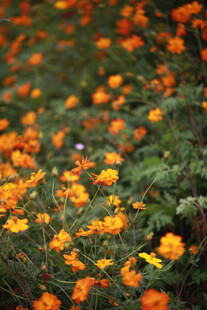 橙色花海绽放生机