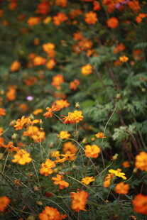 橙色小花绽放于绿丛中