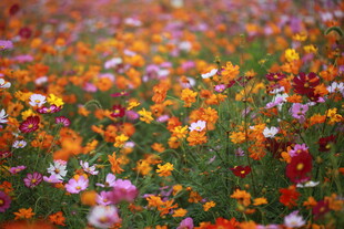 五彩斑斓的绚烂花海