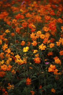 绚烂花海绽放迷人色彩