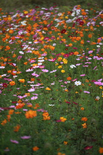 缤纷花海铺满翠绿草地