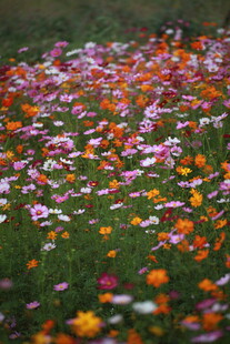 缤纷花海绽放自然之美