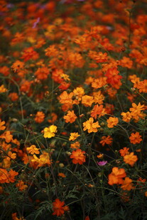 绚烂多彩的野花绽放画面