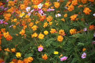 多彩花卉绽放的美丽景象