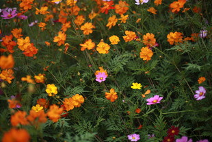 多彩野花绽放的美丽图景