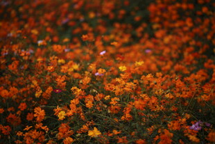 秋日落叶缤纷的美丽景象