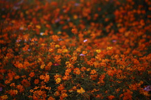 秋日落叶铺就绚丽地面