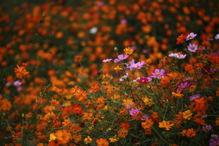 绚烂花海绽放多彩魅力