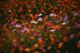 多彩野花绽放的美丽景象