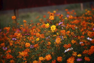 多彩烂漫花丛绽放