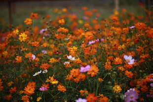 多彩花卉绽放的美丽景致
