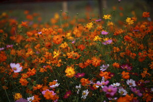 多彩花卉绽放美丽瞬间