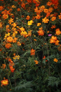 绚烂花海绽放迷人色彩