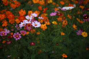 多彩花卉绽放的美丽景致