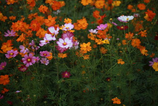 多彩野花绽放于绿丛中