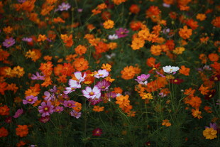 多彩花卉绽放于绿地