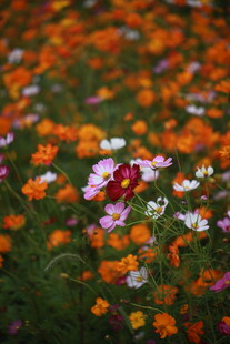 多彩野花绽放的美丽景致