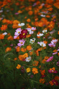 多彩花卉绽放的美丽景致