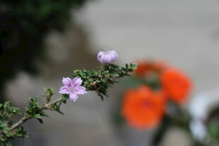 枝头绽放的粉嫩小花