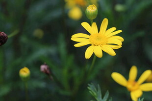 绽放的黄色小花