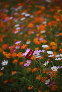 多彩野花绽放的美丽景致