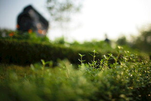 绿意盎然中的小屋