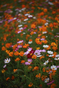 多彩野花绽放于绿野间