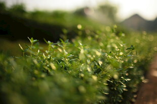 翠绿植物 清新自然景致